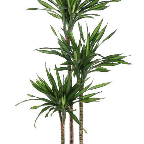 glcksfeder hhe Schwarze Glcksfeder | Zamioculcas