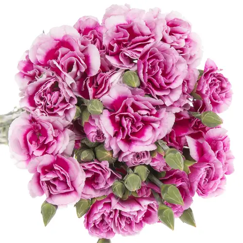 Spraynelke lila/rosa Amelie 60cm
