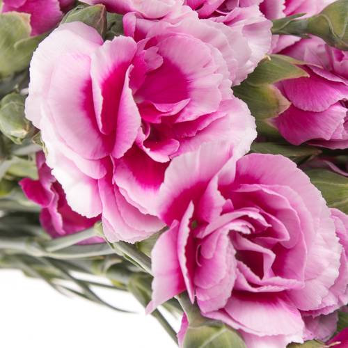 Spraynelke lila/rosa Amelie 60cm