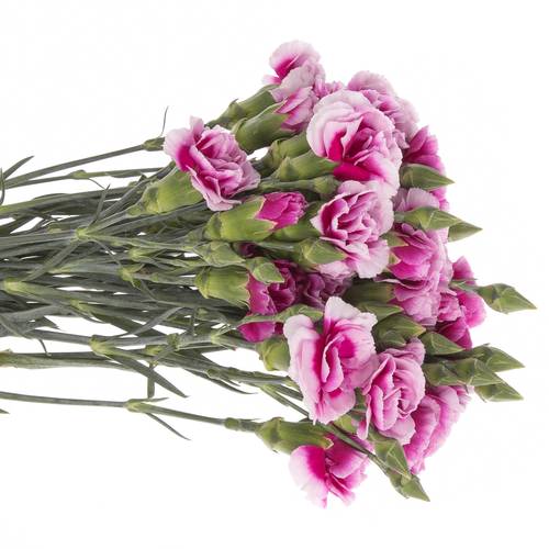Spraynelke lila/rosa Amelie 60cm
