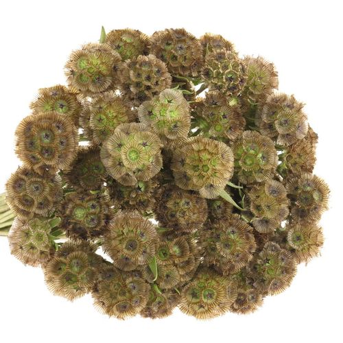 Sternkugel natur 60cm