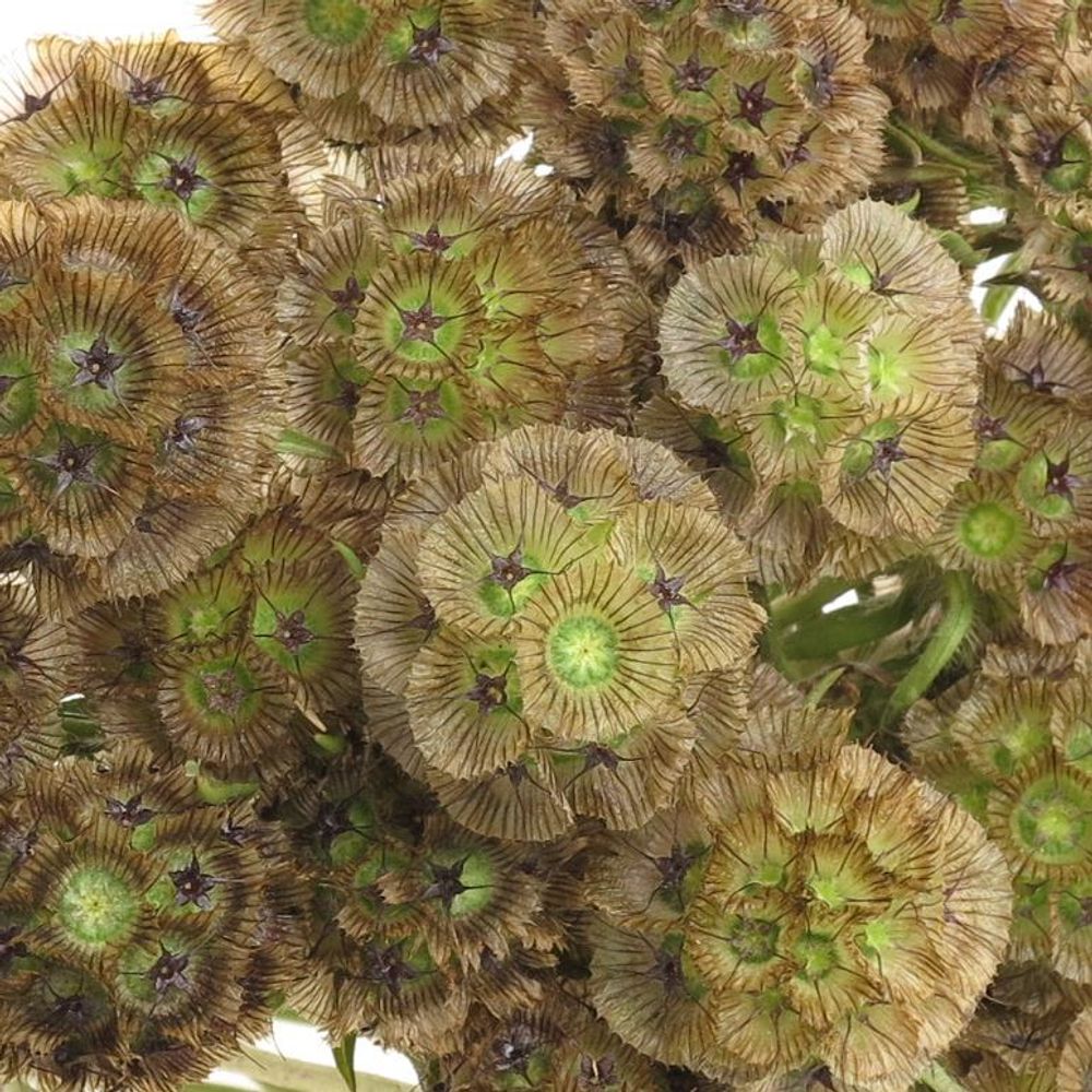 Sternkugel natur 60cm