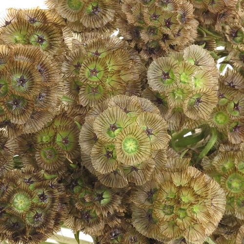 Sternkugel natur 60cm