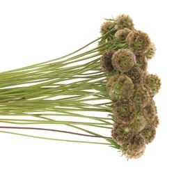 Sternkugel natur 60cm
