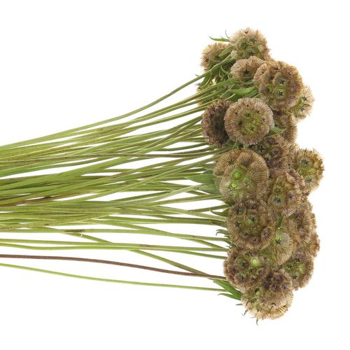 Sternkugel natur 60cm