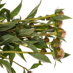 Pfingstrose rosa Sarah verzweigt 60cm