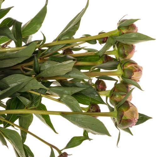 Pfingstrose rosa Sarah verzweigt 60cm