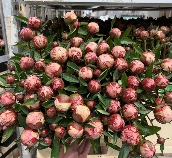Pfingstrose rosa Sarah verzweigt 60cm