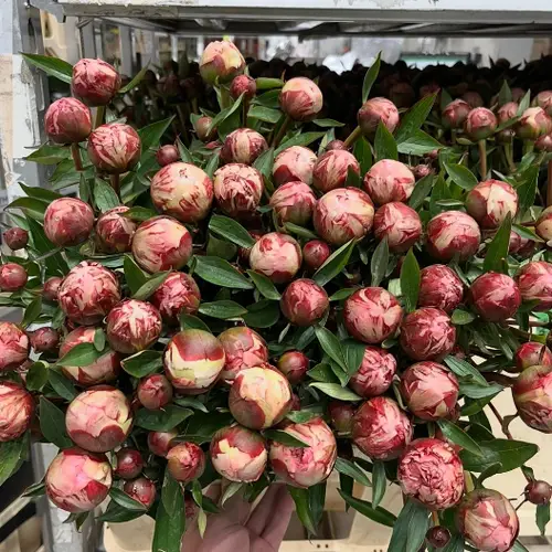 Pfingstrose rosa Sarah verzweigt 60cm