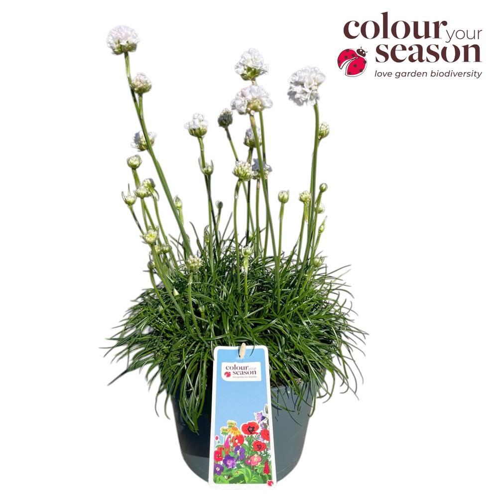 Armeria maritima weiss Abby T19 H050