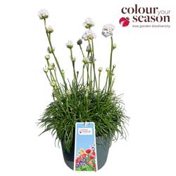 Armeria maritima weiss Abby T19 H050
