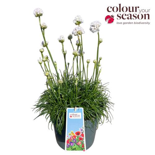 Armeria maritima weiss Abby T19 H050