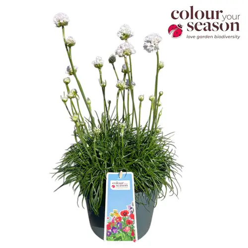 Armeria maritima weiss Abby T19 H050