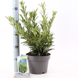Prunus laur. Sofia T19 H40