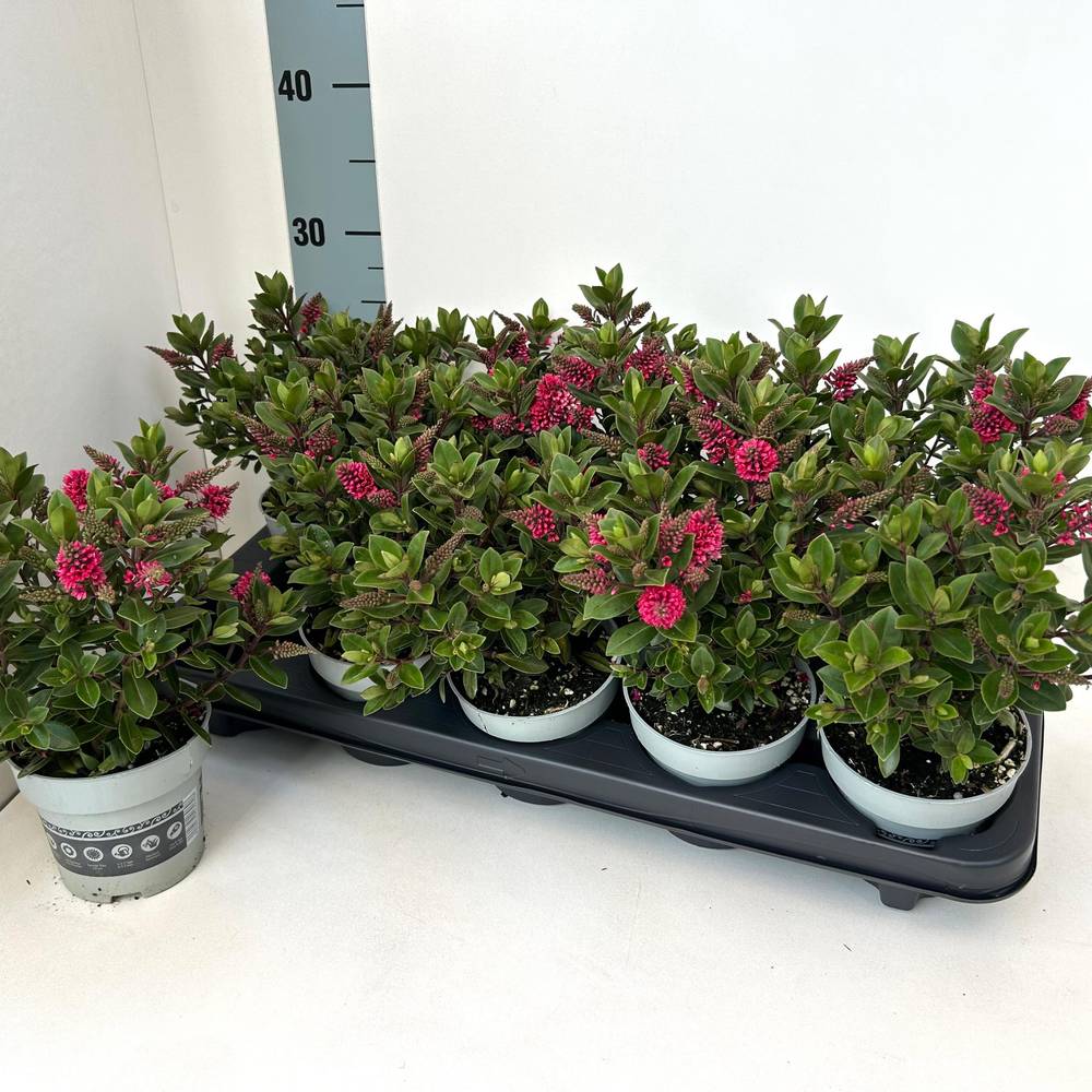 Hebe All Blooms rot T10,5 H025