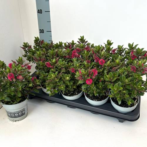 Hebe All Blooms rot T10,5 H025