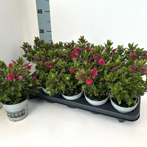 Hebe All Blooms rot T10,5 H025