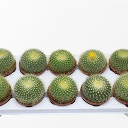 Parodia Crysanthion T10,5 H18