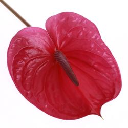 Anthurium cerise Utah Blüte 13cm