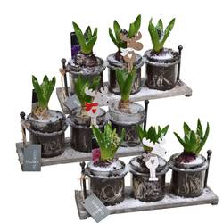 Hyac.Arr mix HL19852 Weihnachten T30 H018