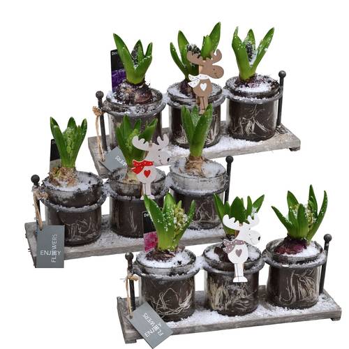 Hyac.Arr mix HL19852 Weihnachten T30 H018