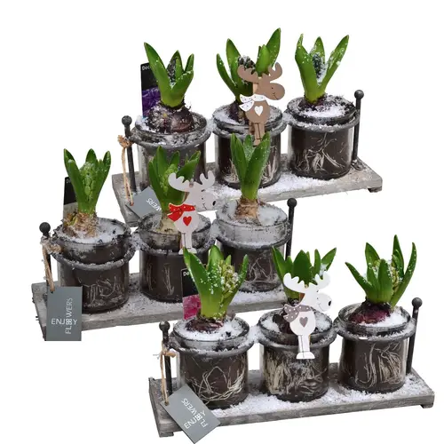 Hyac.Arr mix HL19852 Weihnachten T30 H018