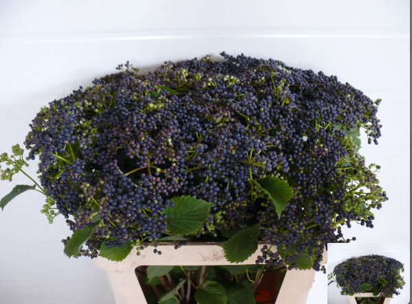 Viburnum schwarz Dentatum blueberry 80cm