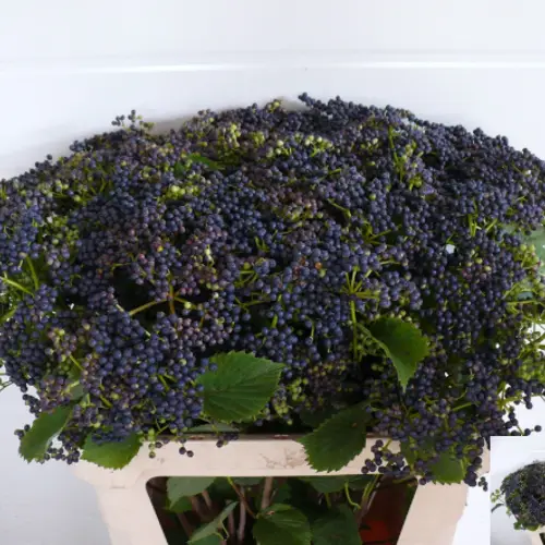 Viburnum schwarz Dentatum blueberry 80cm