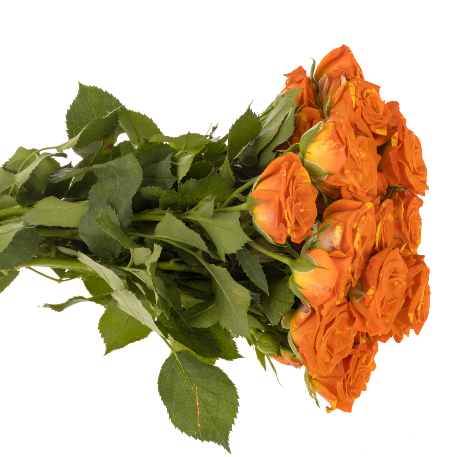 Rose verzweigt orange Smashing 4+Blüte 40cm