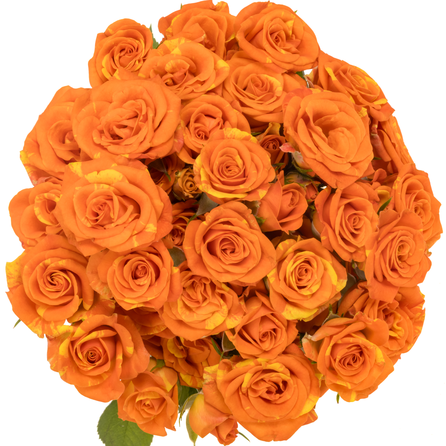 Rose verzweigt orange Smashing 4+Blüte 40cm