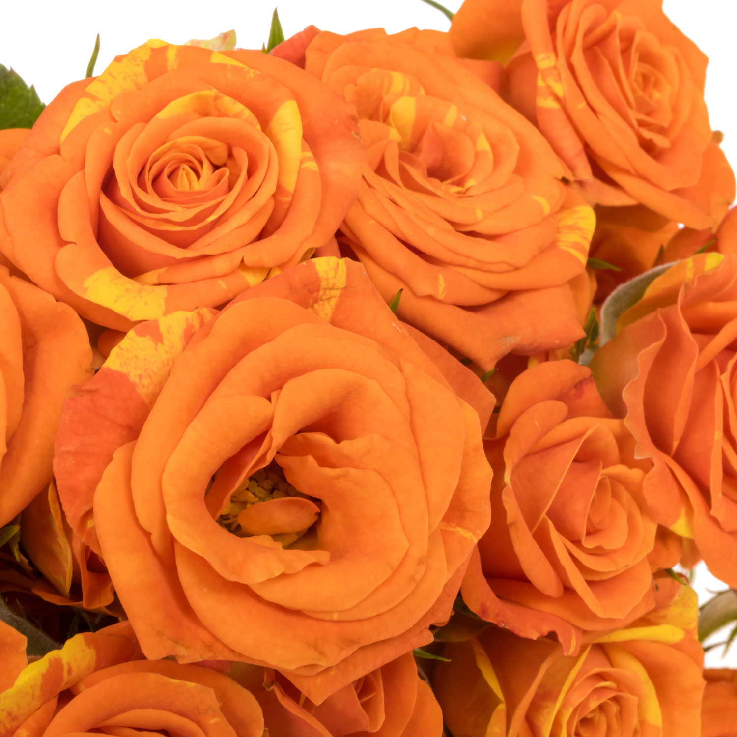 Rose verzweigt orange Smashing 4+Blüte 40cm