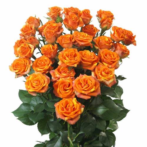 Rose verzweigt orange Smashing 4+Blüte 40cm