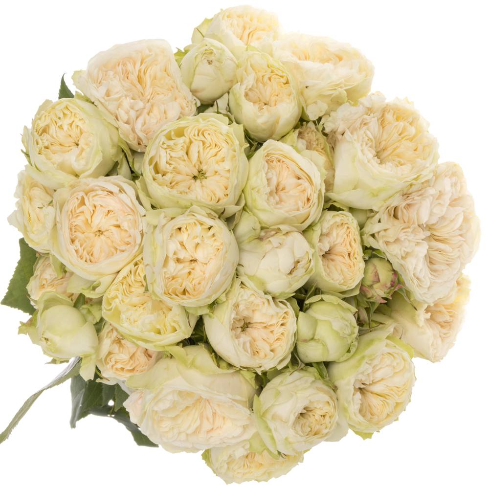Rose Freiland creme/hell grün Victor Wed 3+Blüte 60cm