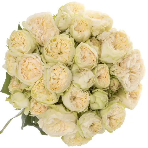 Rose Freiland creme/hell grün Victor Wed 3+Blüte 60cm