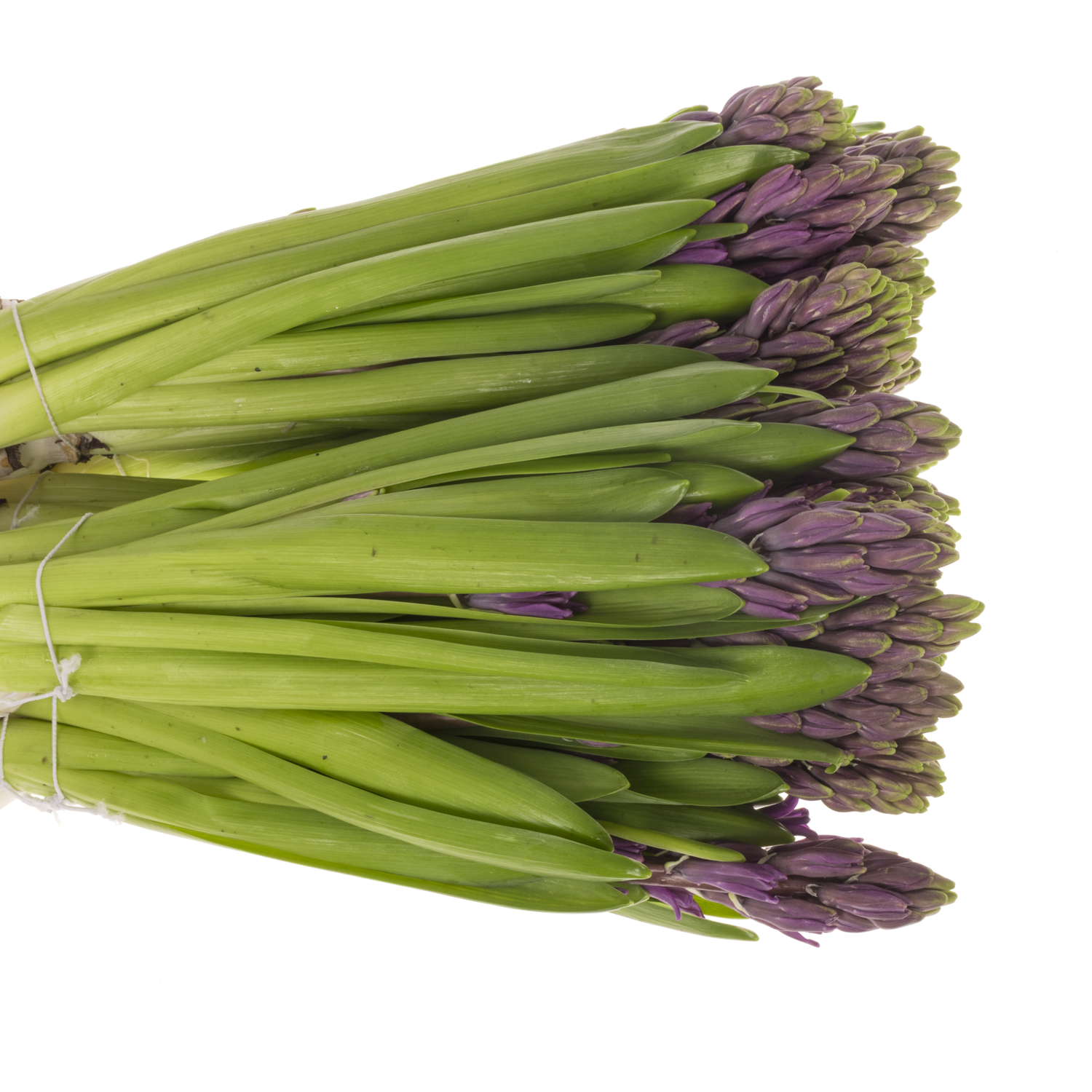 Hyazinthe Lila Schnitt Purple sentatio 30cm