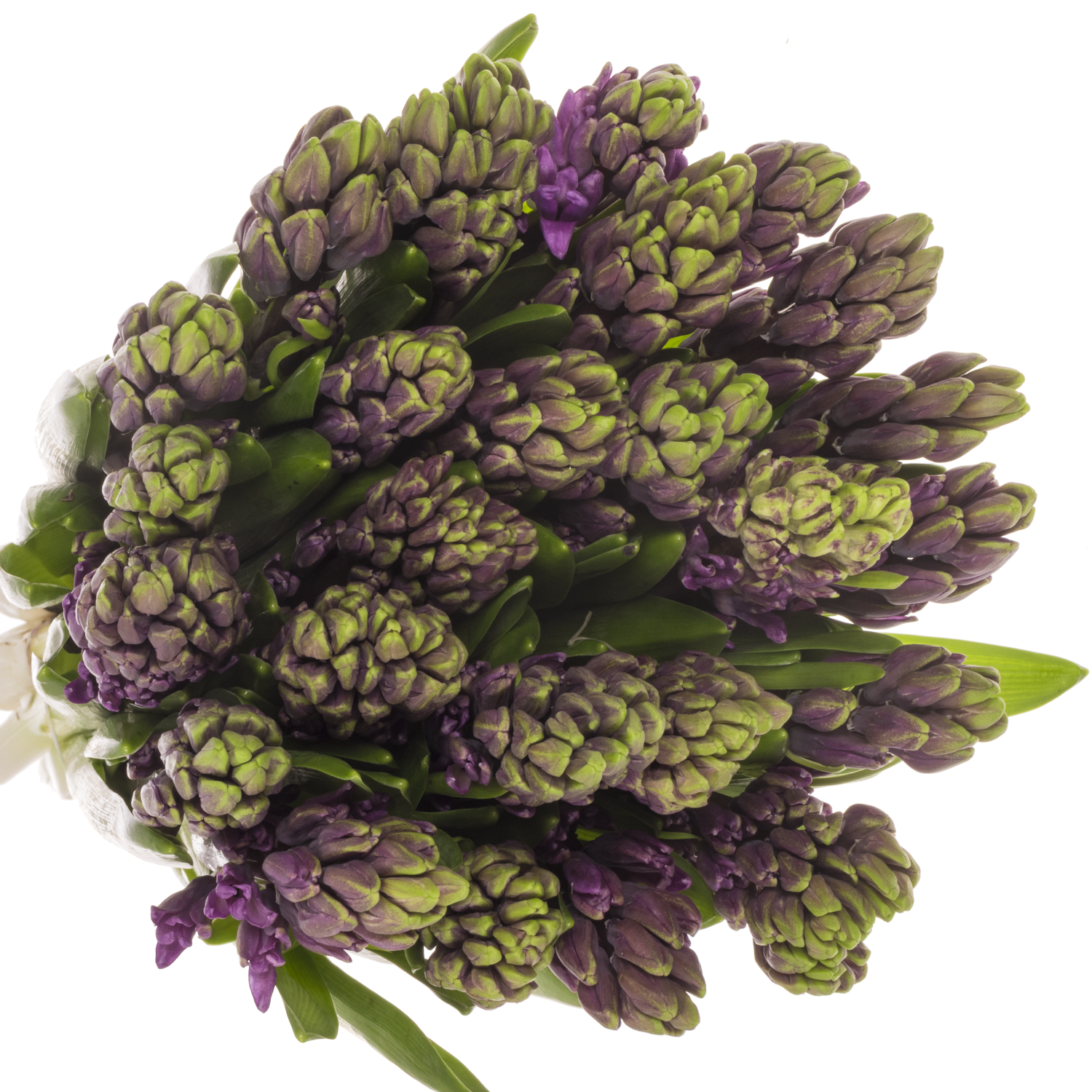 Hyazinthe Lila Schnitt Purple sentatio 30cm