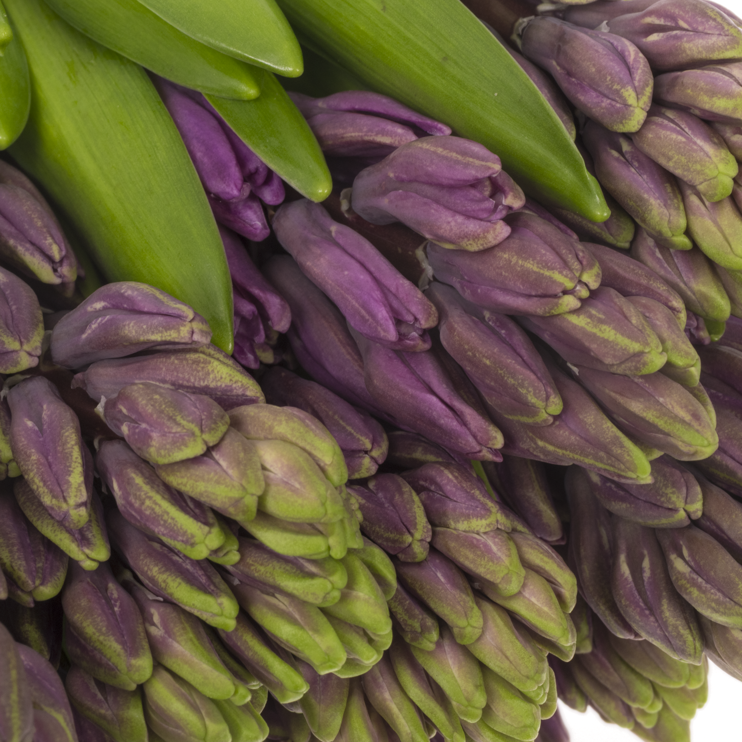 Hyazinthe Lila Schnitt Purple sentatio 30cm