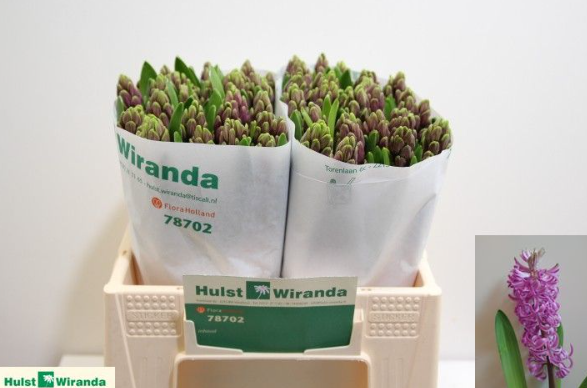 Hyazinthe Lila Schnitt Purple sentatio 30cm