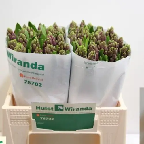 Hyazinthe Lila Schnitt Purple sentatio 30cm