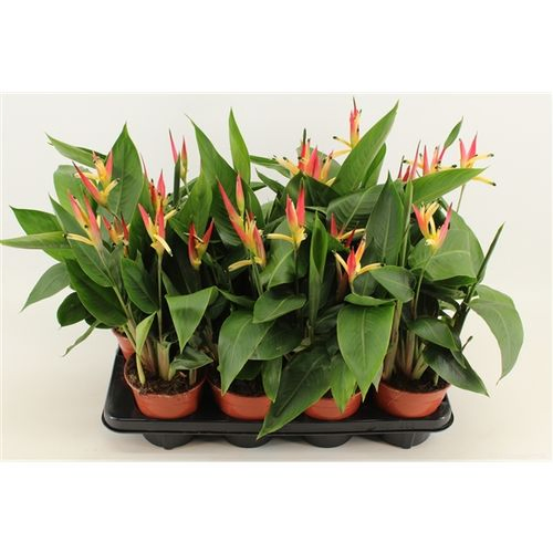 Heliconia Hawai T14 H45