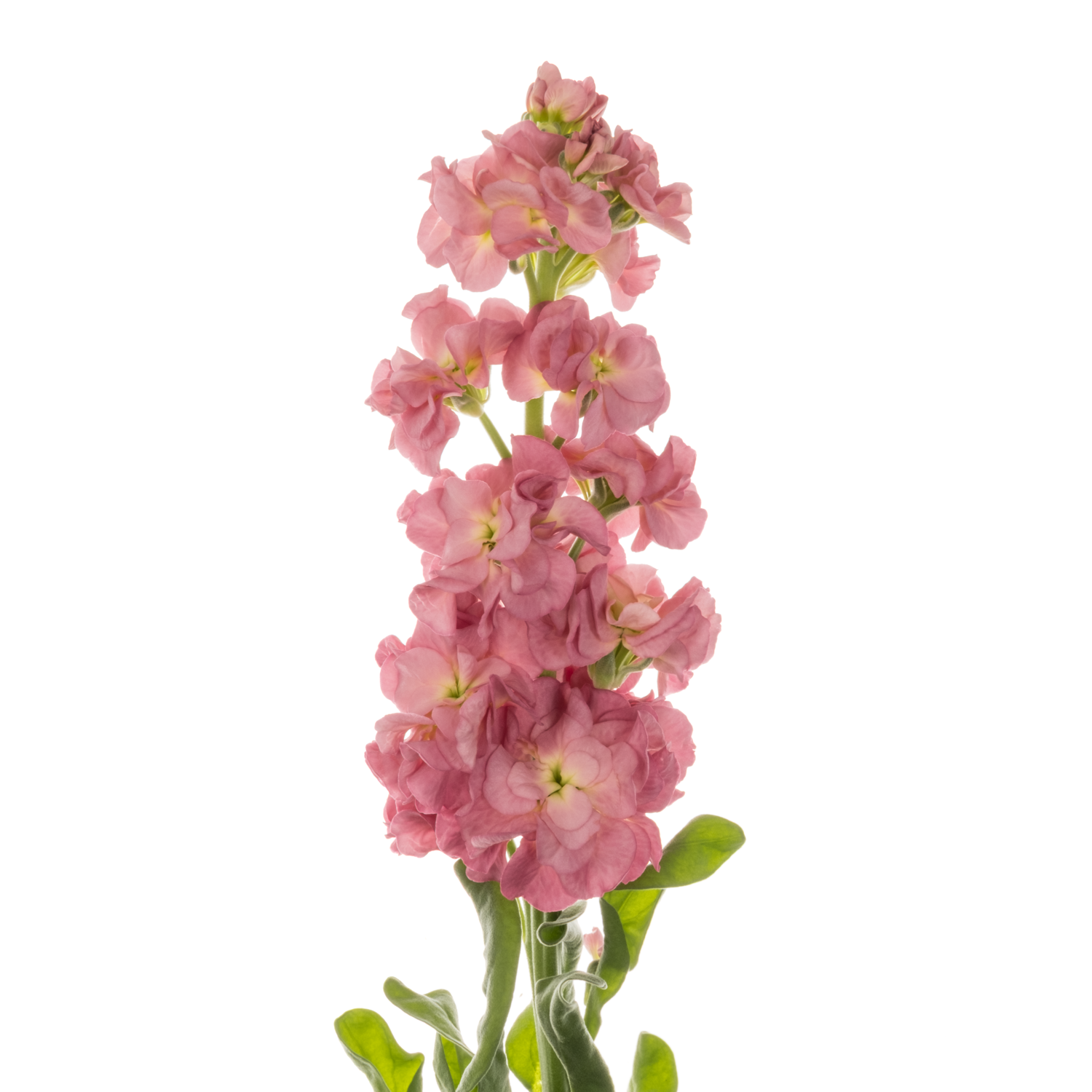 Levkoje rosa Alt 47cm