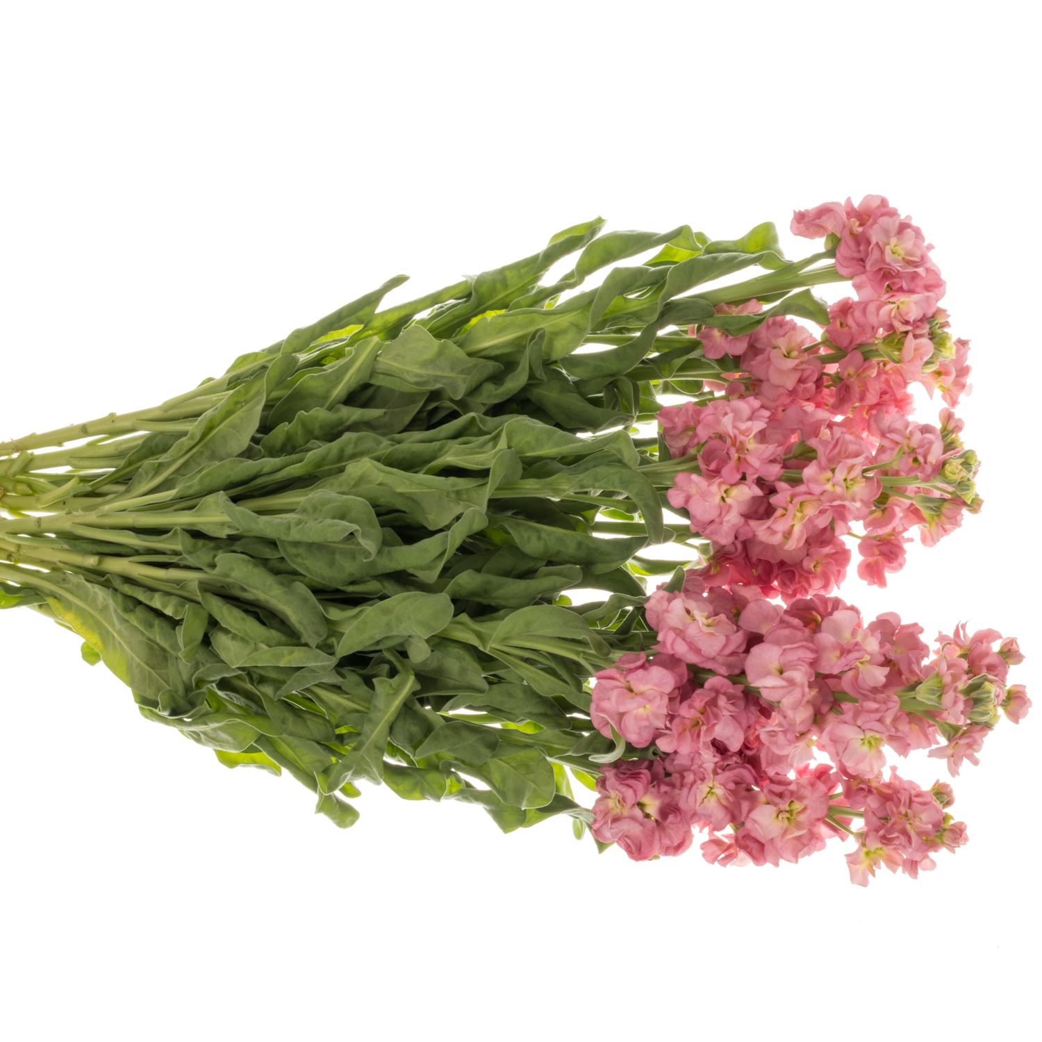 Levkoje rosa Alt 47cm