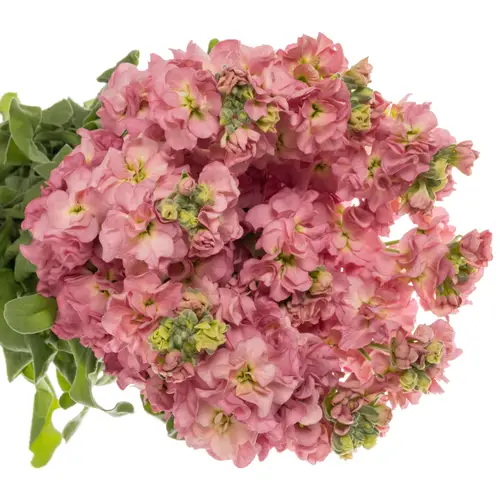 Levkoje rosa Alt 47cm