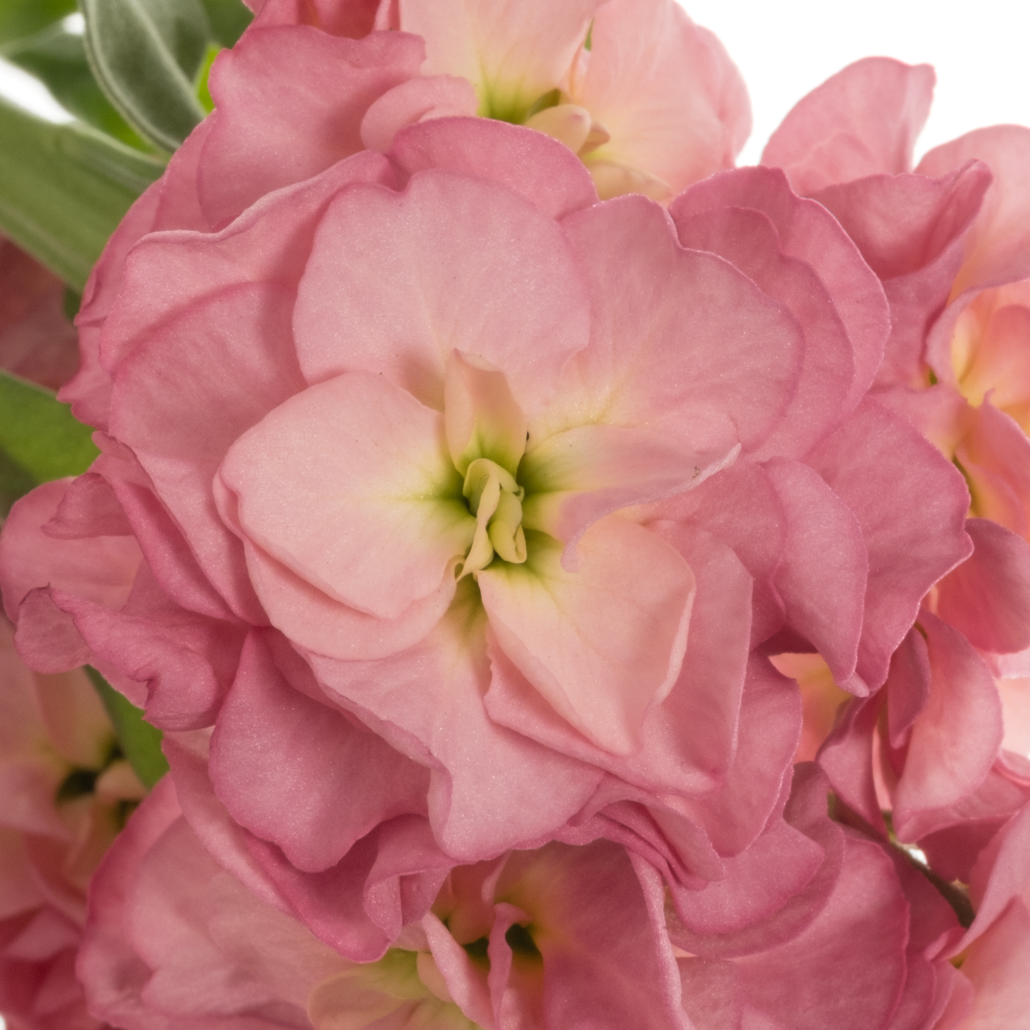Levkoje rosa Alt 47cm