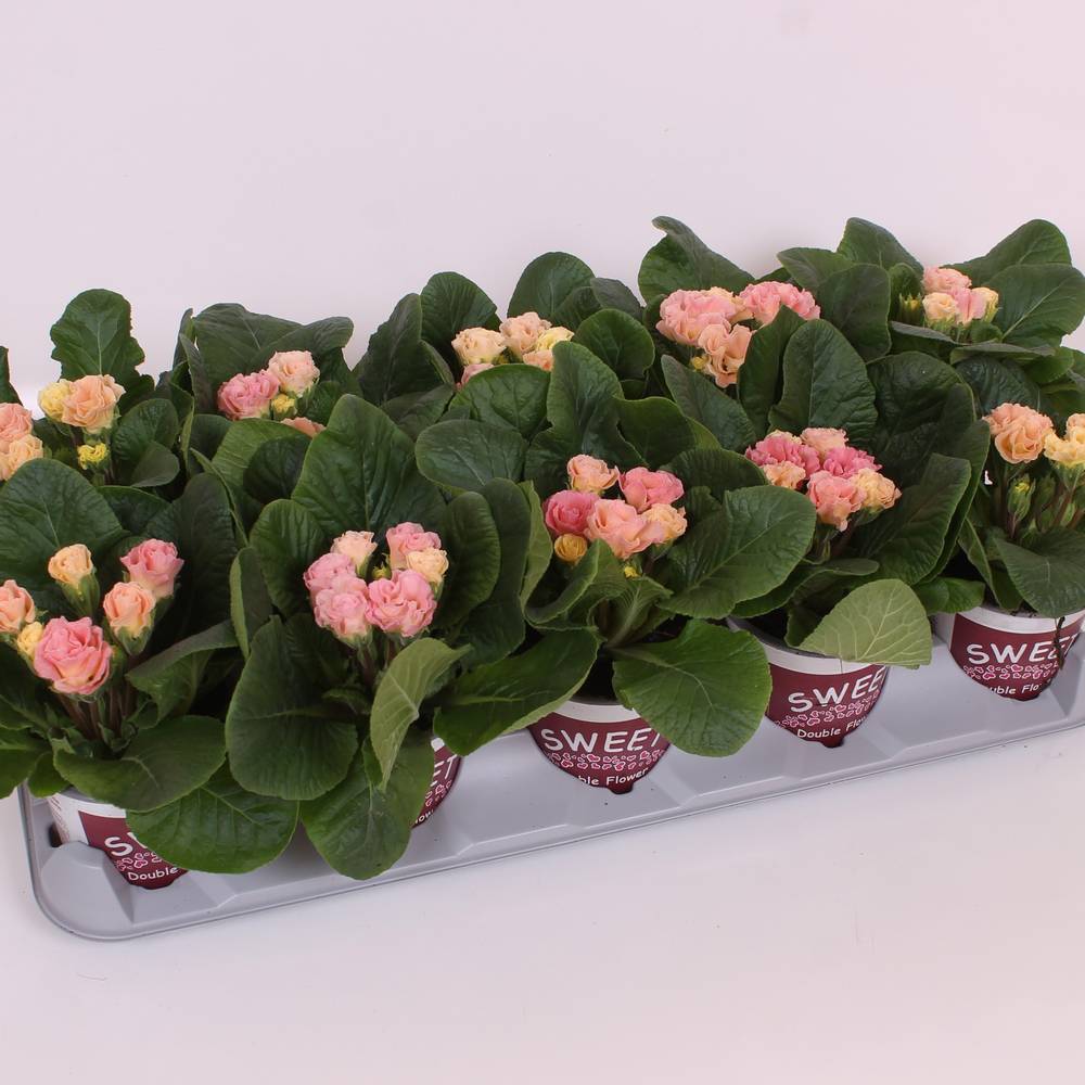 Primula Acaulis Gef. rosa Rosebud T11 H018