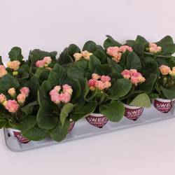 Primula Acaulis Gef. rosa Rosebud T11 H018