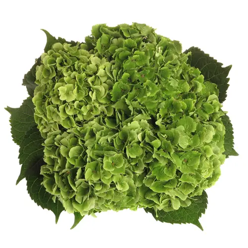 Hortensie grün Emerald Bol 17cm 80cm