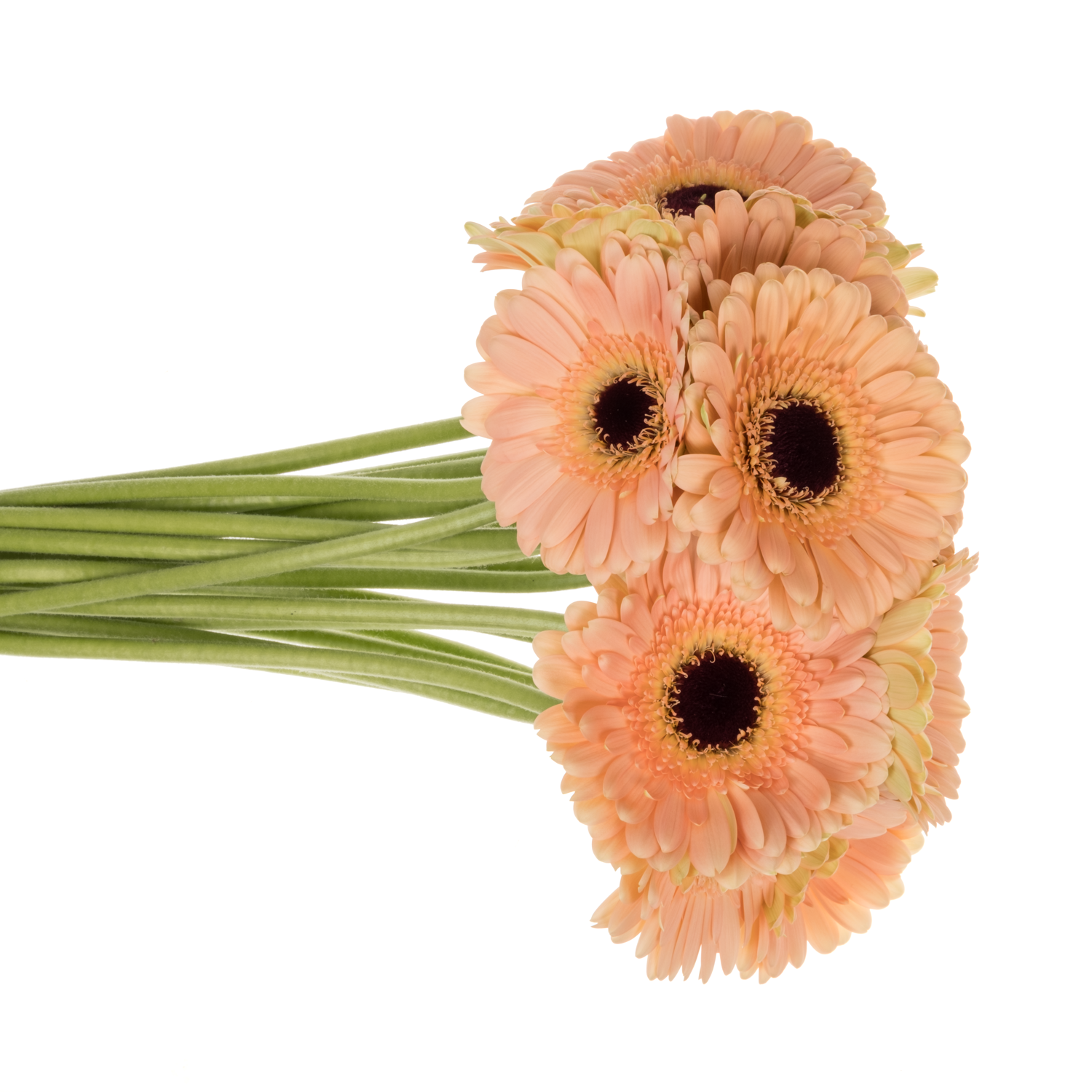 Germini apricot Bund