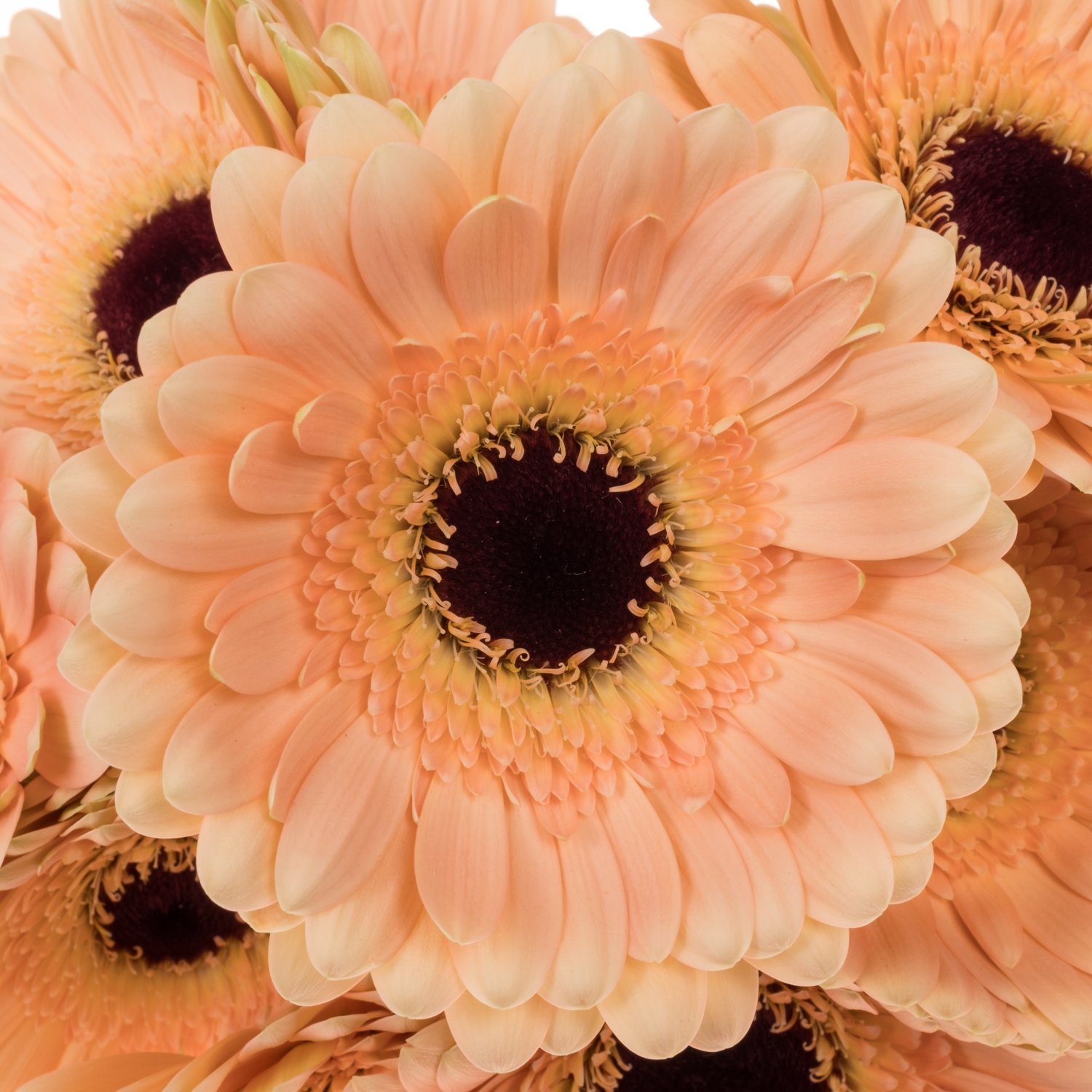 Germini apricot Bund