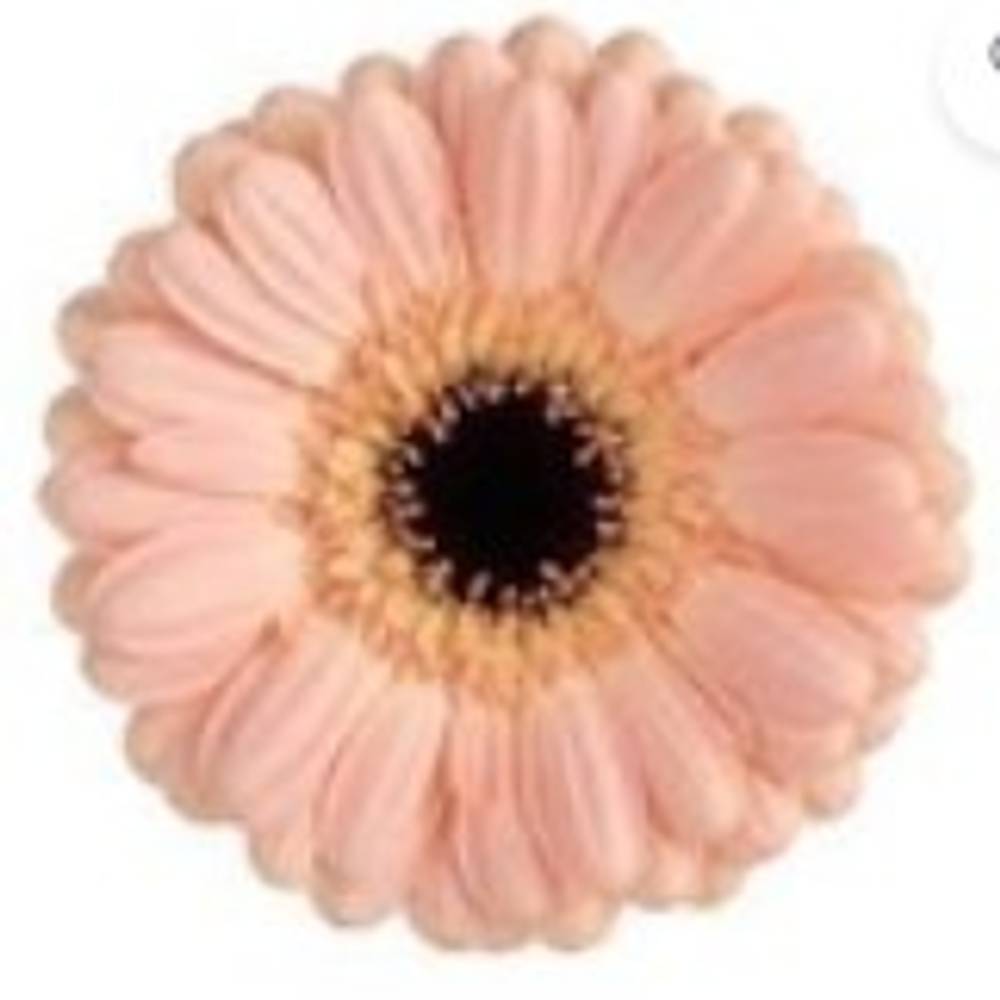 Germini apricot Auge Bund